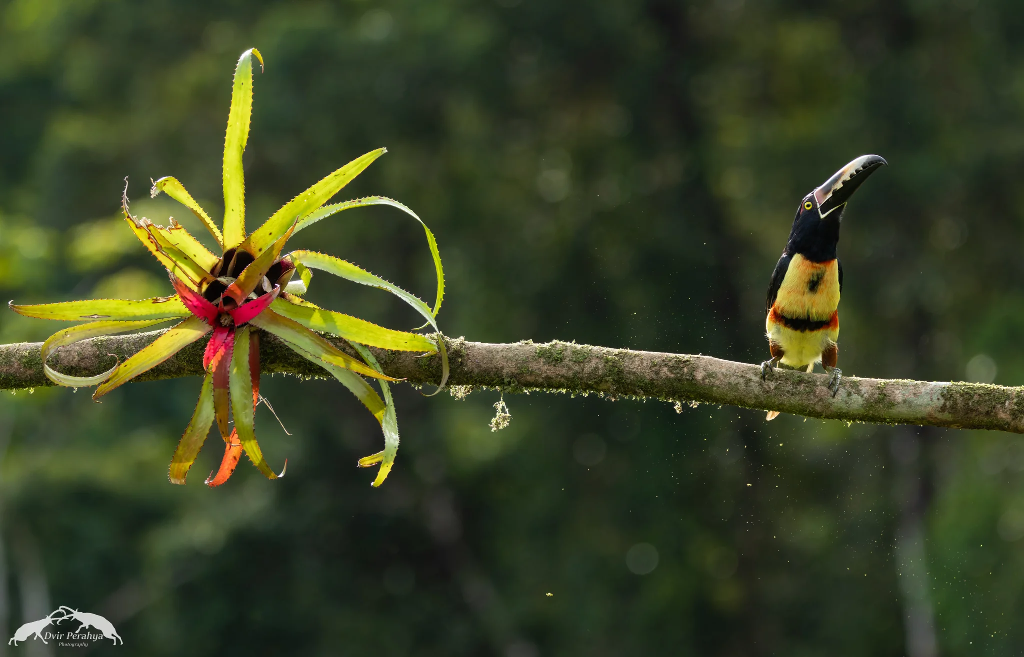 Collared Aracari, Boca Tapada